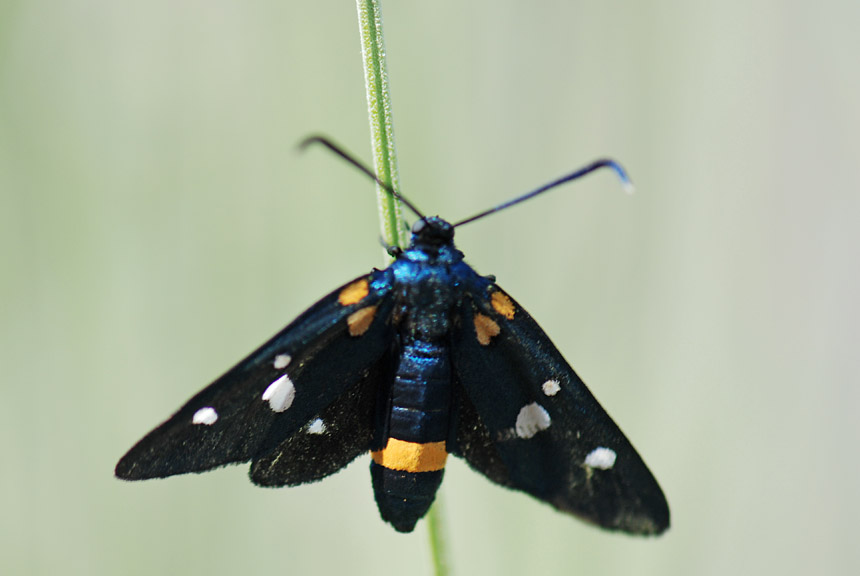 Zygaena ephialtes